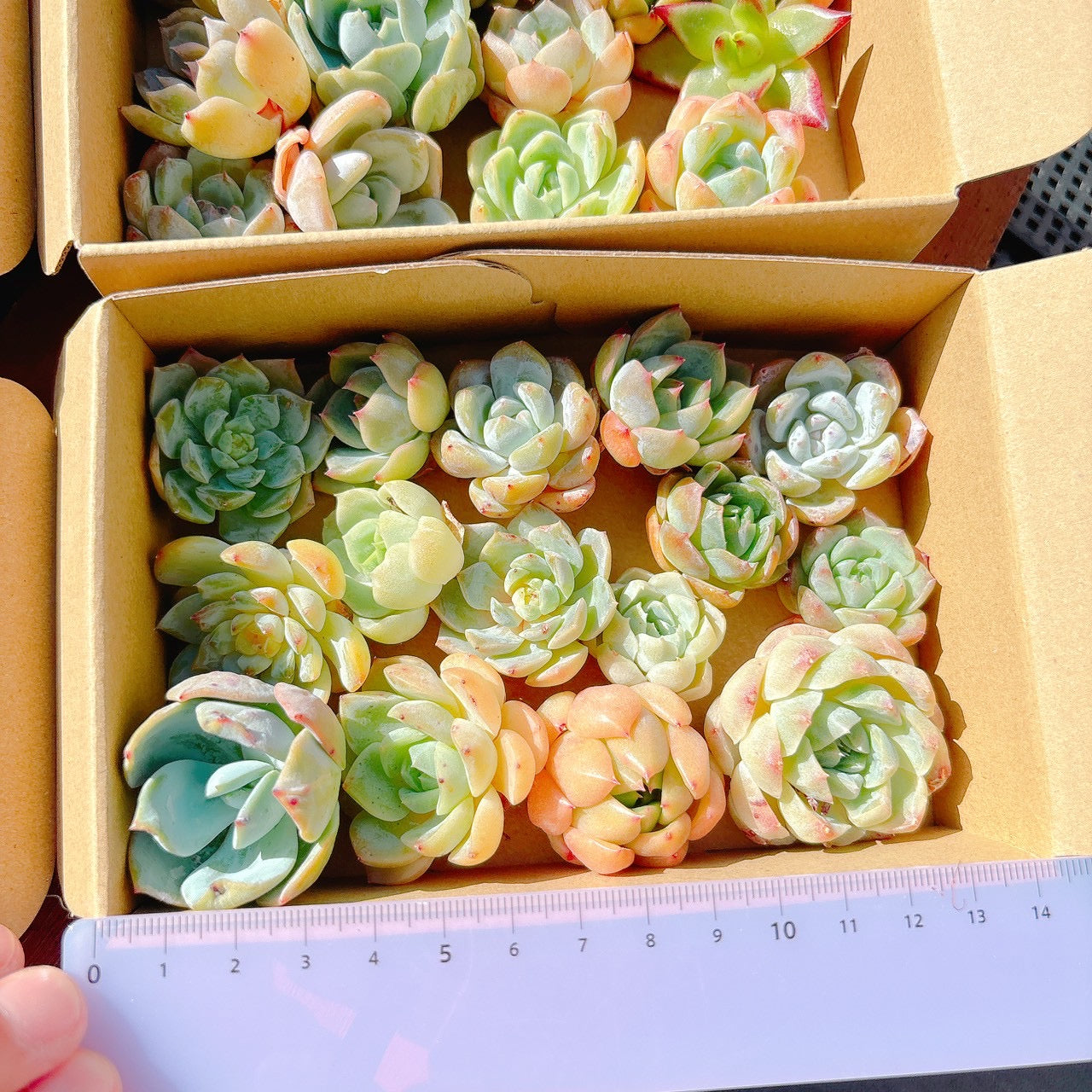 寄せ植えセット　A品