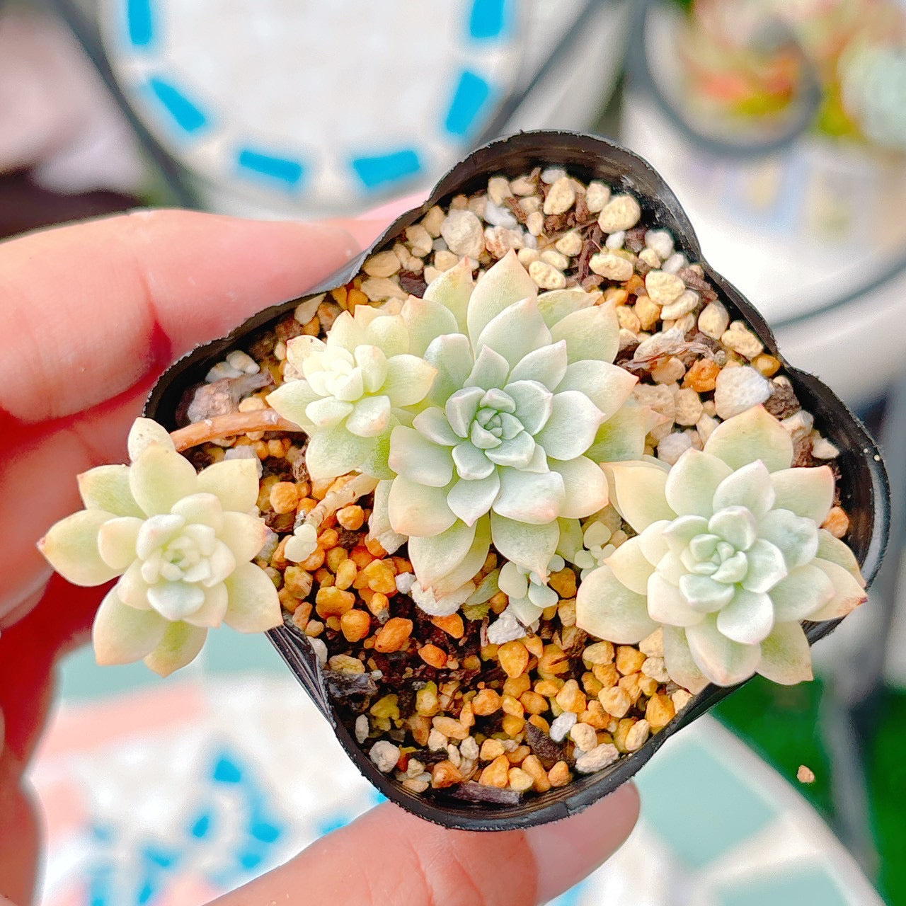 プロリフィカ錦　A品 041