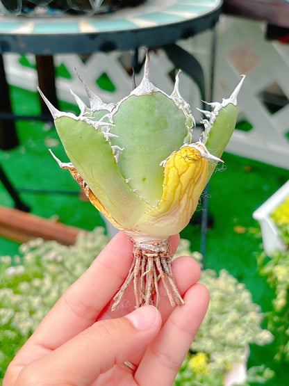 阿修羅　特級品