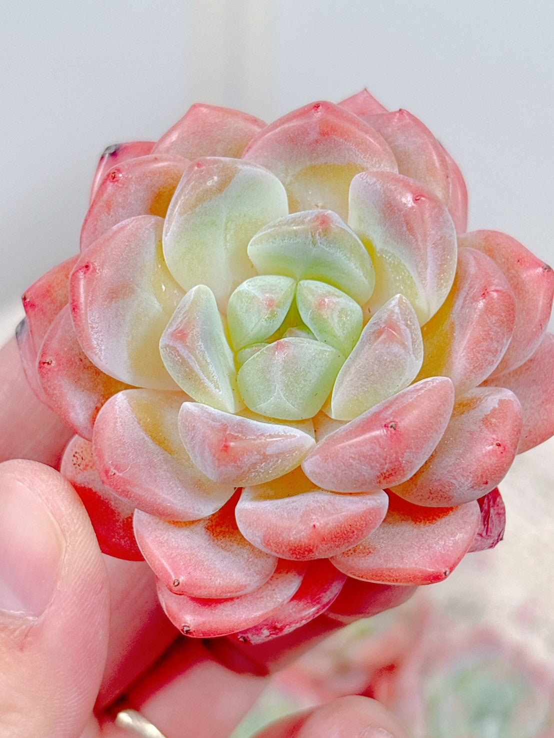 商品一覧 – Page 3 – Bull Succulent