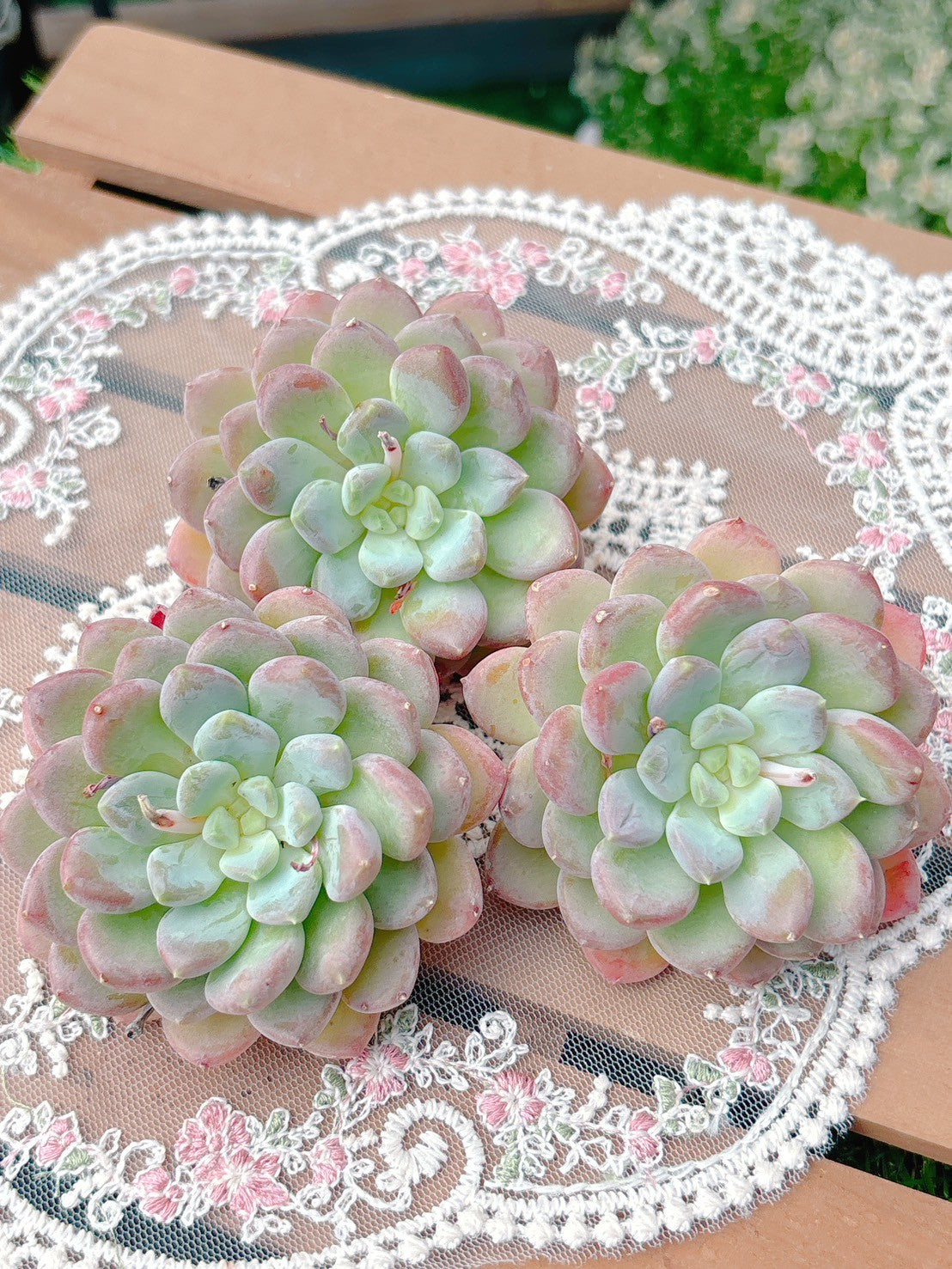 ピンクジェニー　A品