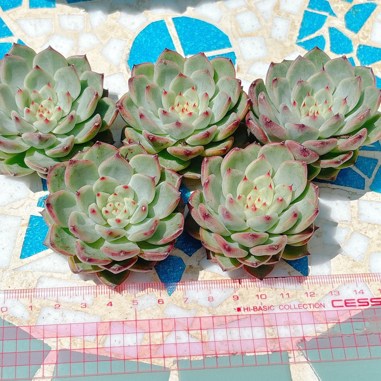 鬼姫　A品