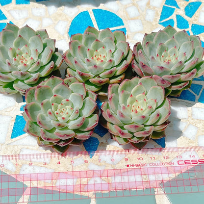 鬼姫　A品