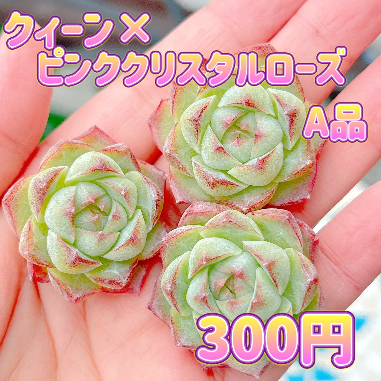 エケベリア – Page 2 – Bull Succulent