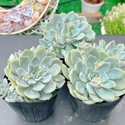 桃の花　A品
