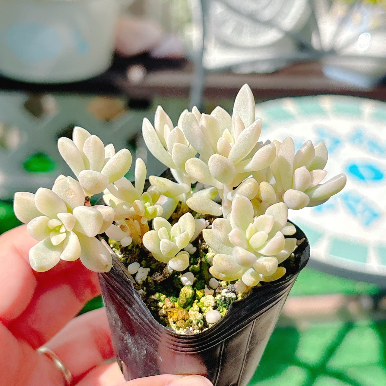 姫秋麗錦　A品　53