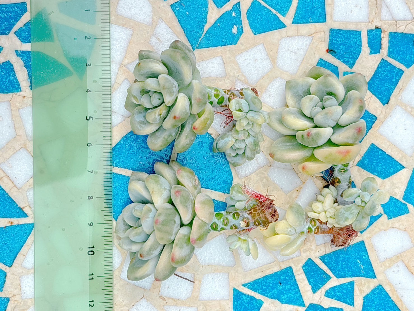 クラバツム錦　A品