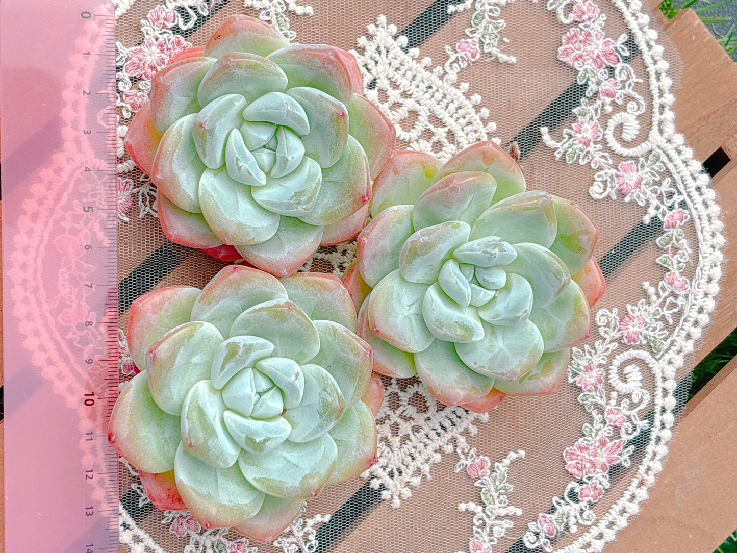 アイスグリーン　特級品