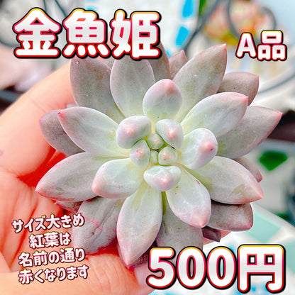 金魚姫　A品　