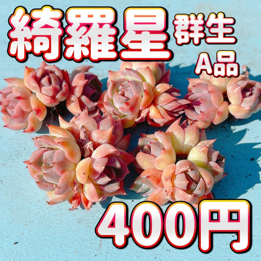 綺羅星 Ａ品