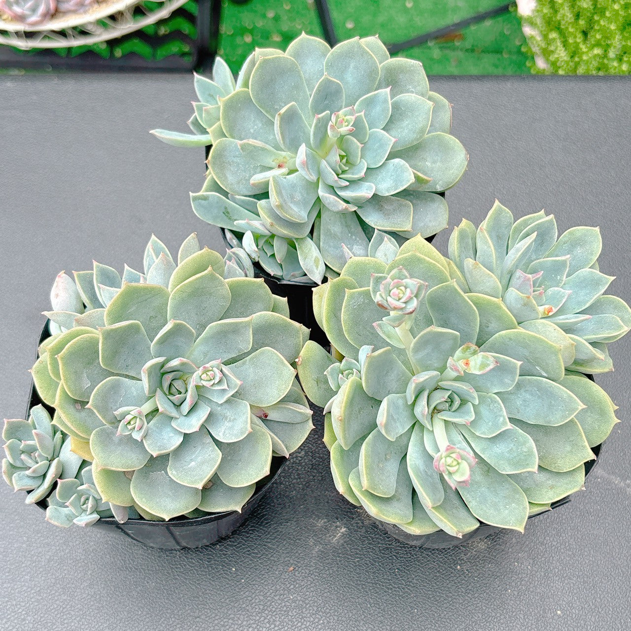 桃の花　A品