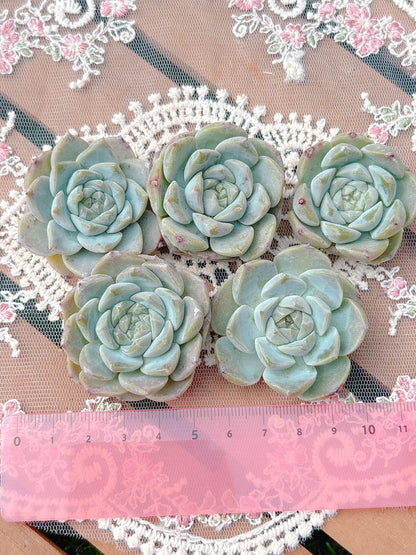 ピュアラブ　A品