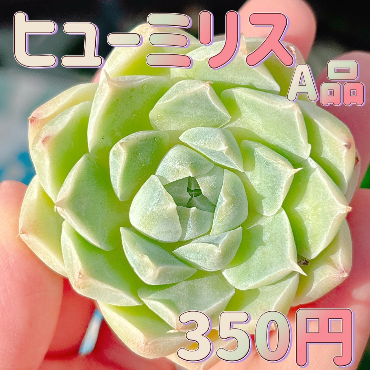 ヒューミリス　A品