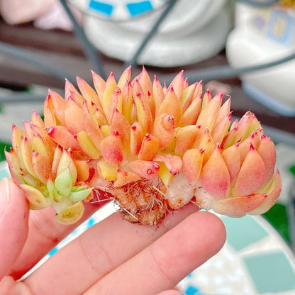 鯱　特級品