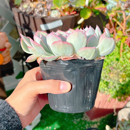 巨大シルエット　特級品　20