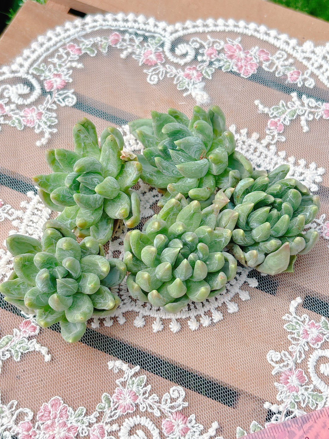 クリスタルビューティー　A品