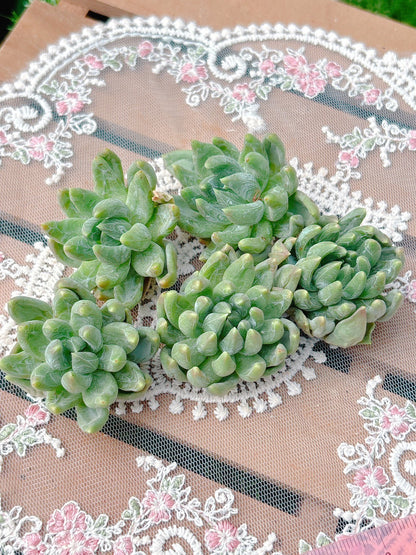 クリスタルビューティー　A品