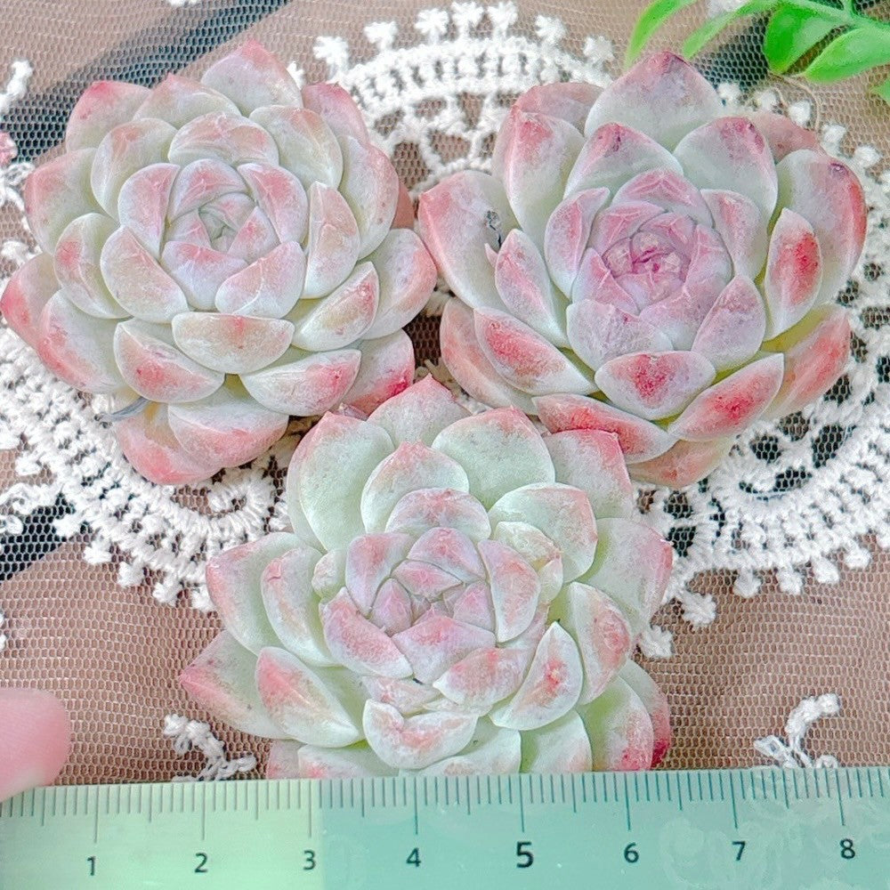 白桃ソーダ A品 – Bull Succulent