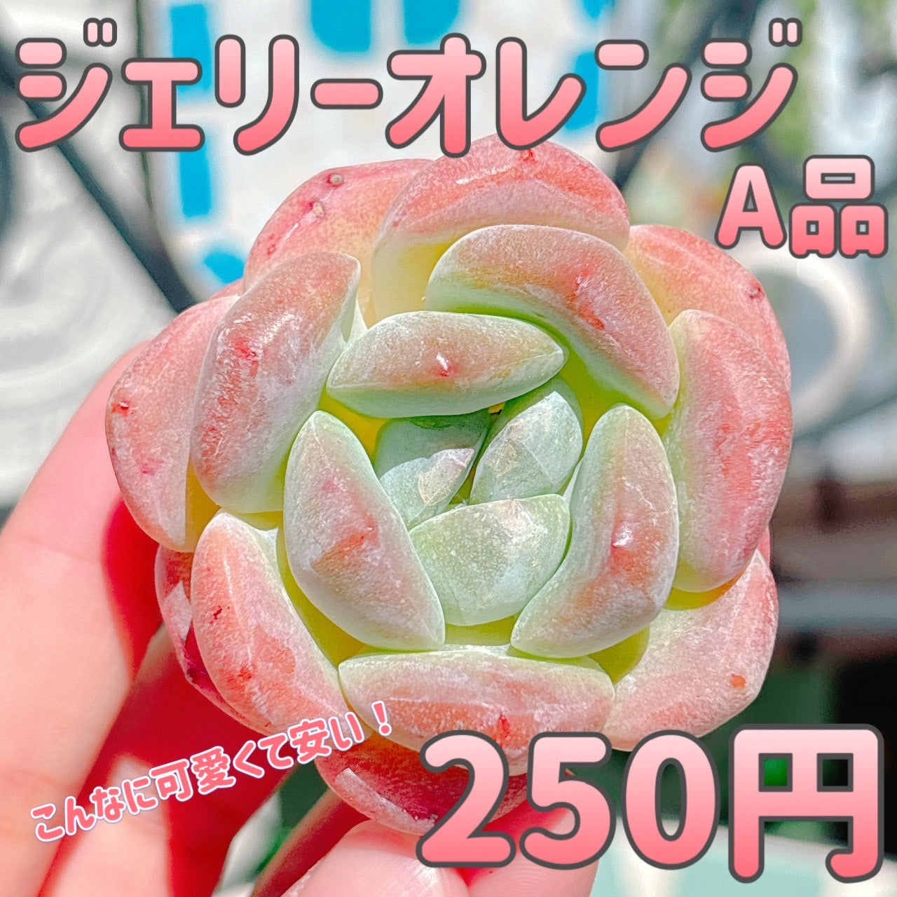 ジェリーオレンジ　A品