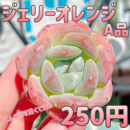 ジェリーオレンジ　A品