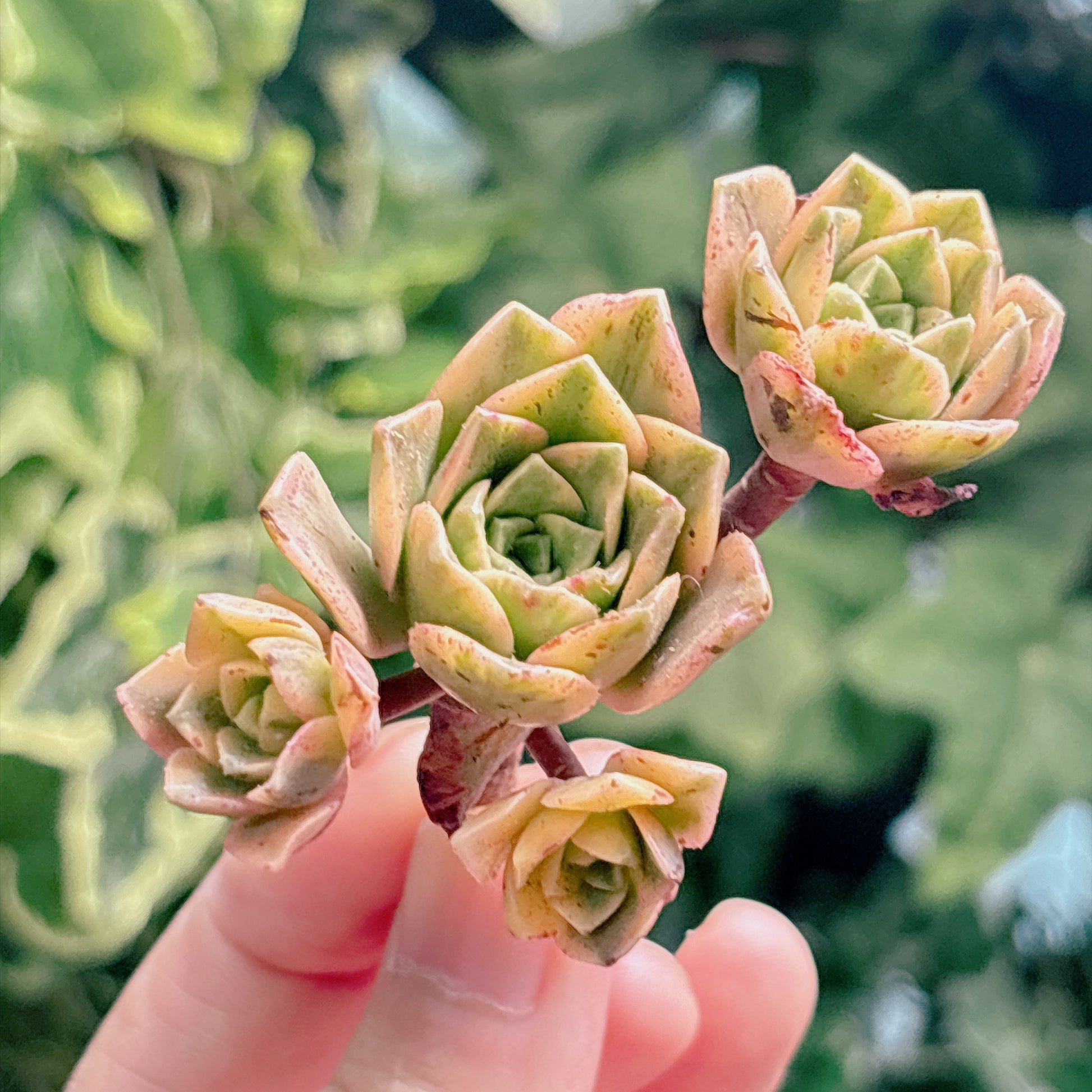 多肉植物