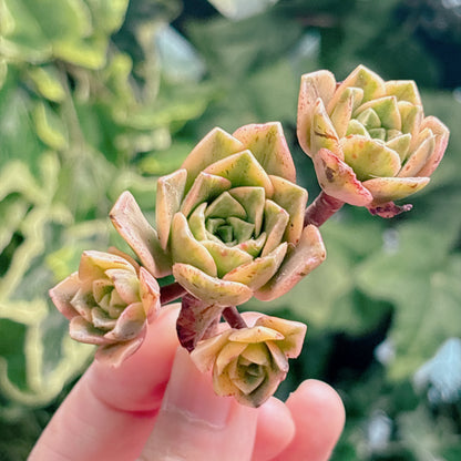 多肉植物
