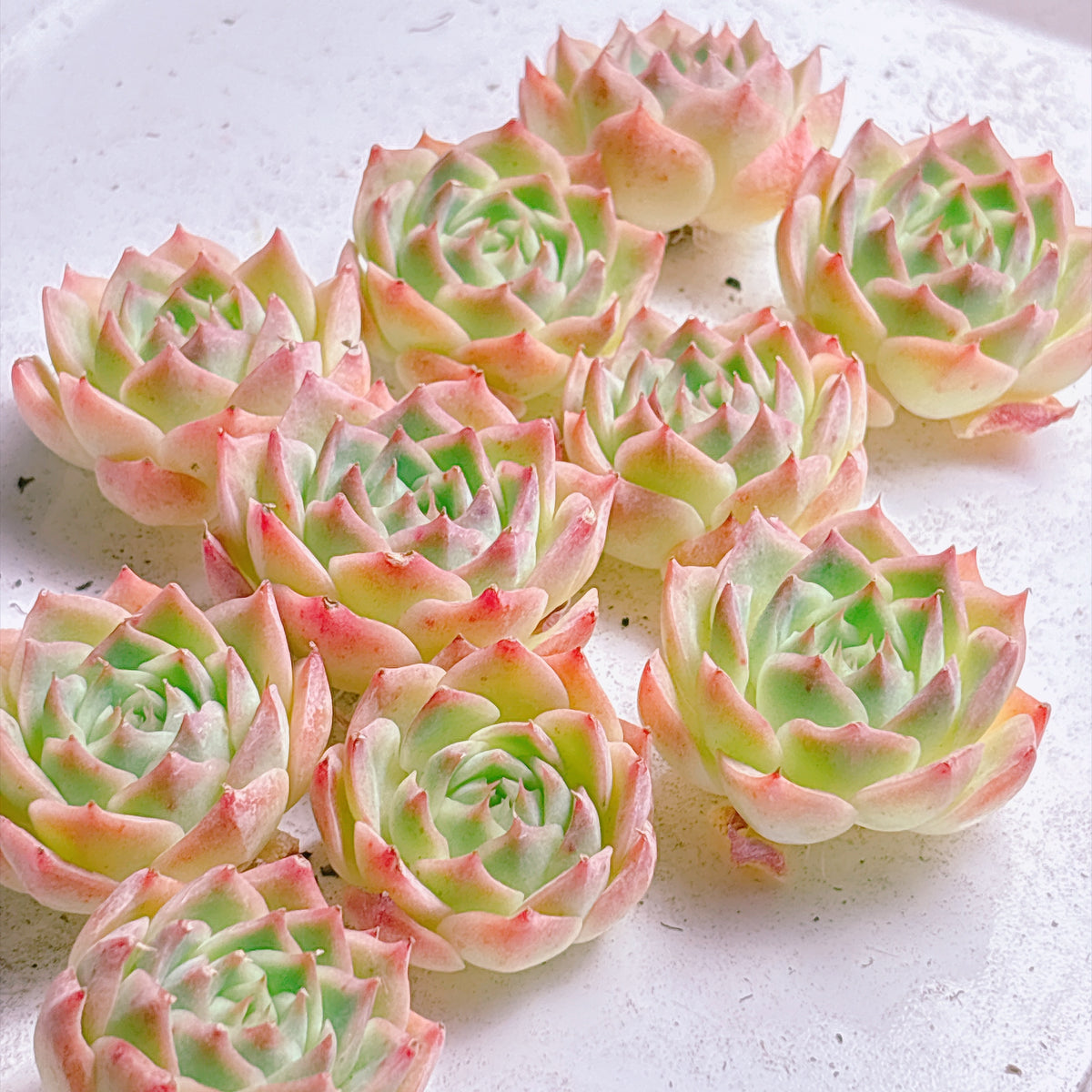多肉植物