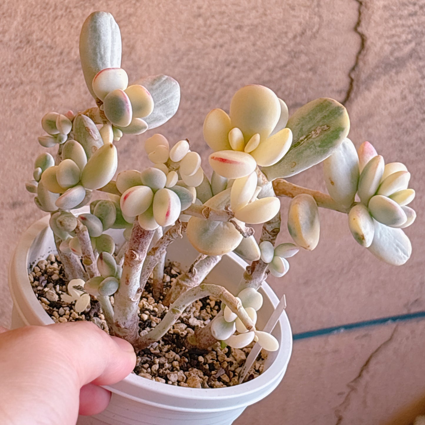 多肉植物