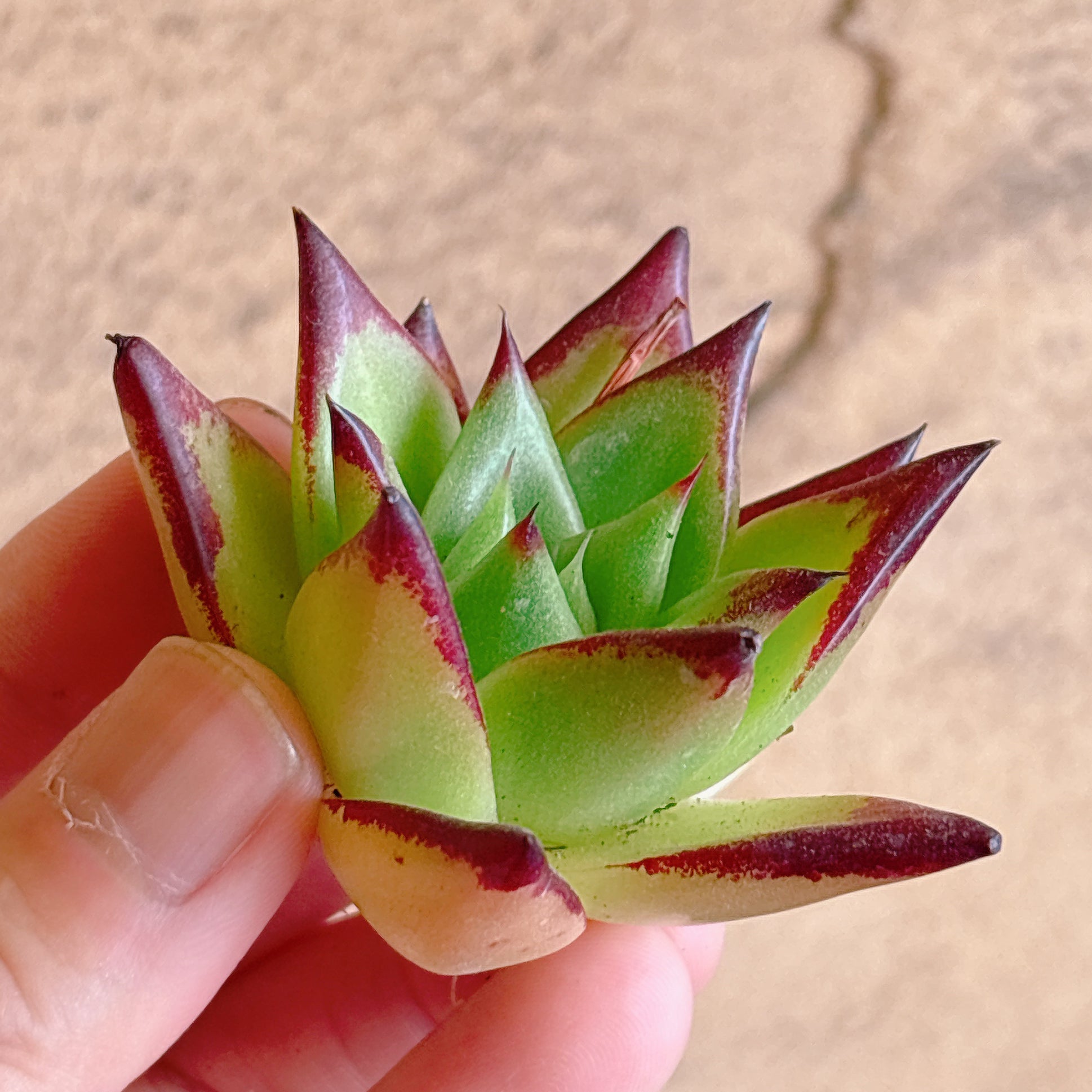 多肉植物