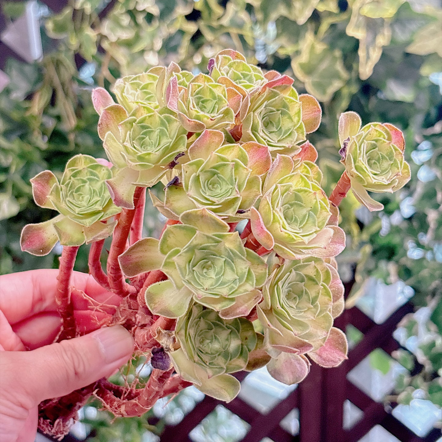 多肉植物