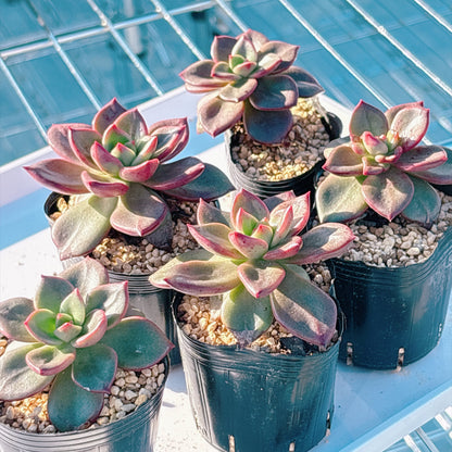 多肉植物