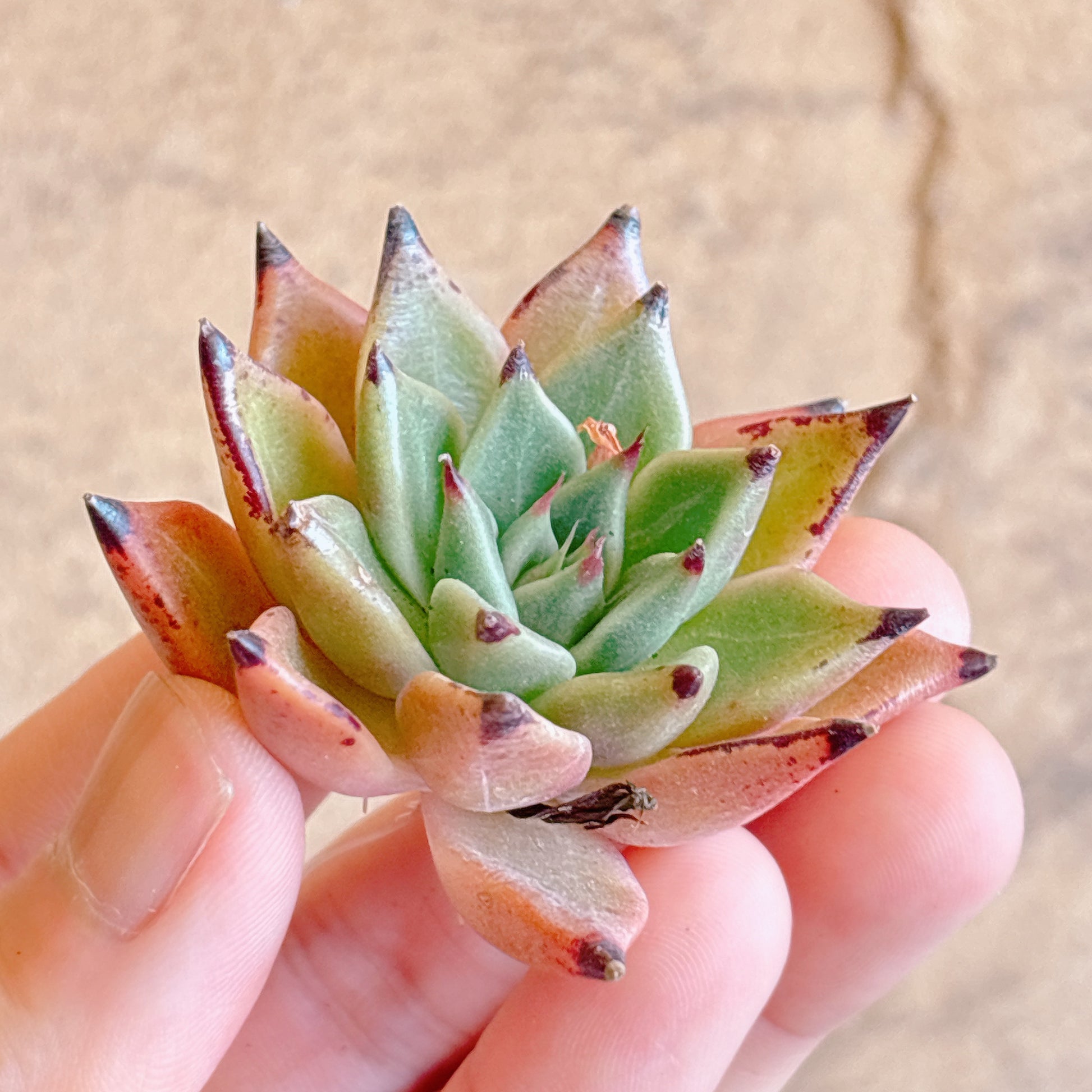 多肉植物