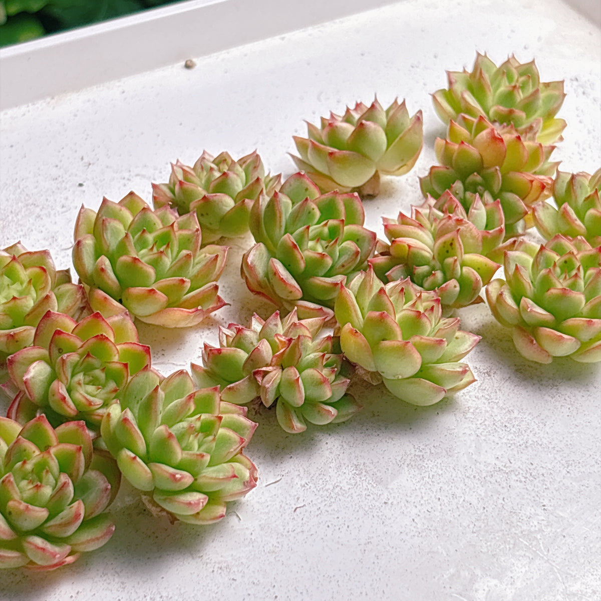 多肉植物