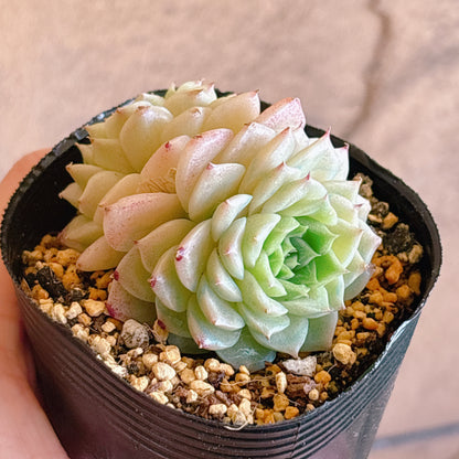 多肉植物