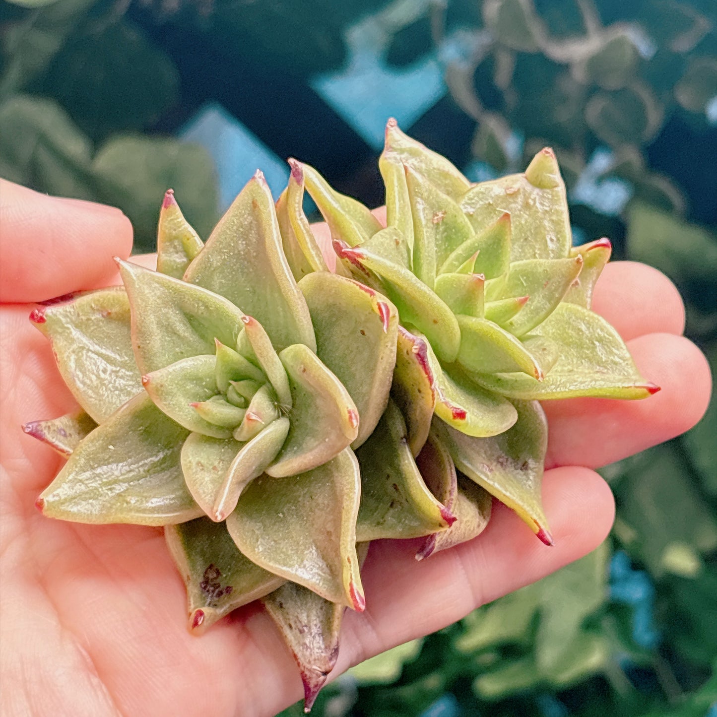 多肉植物
