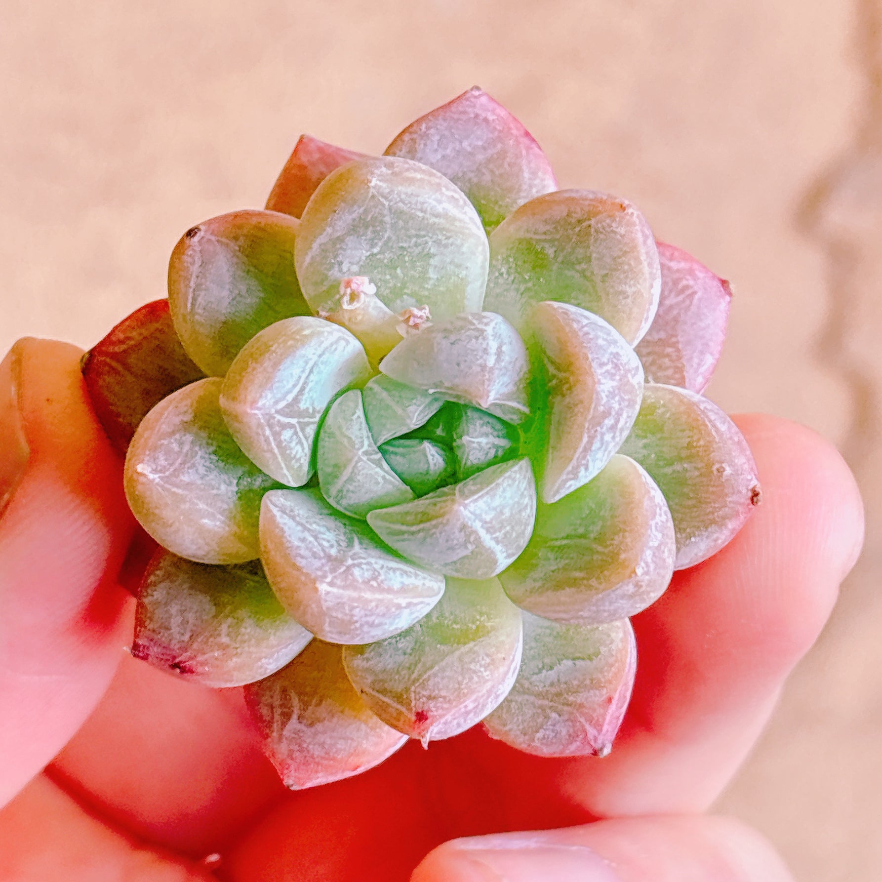 スノーフレークジェニー A品 カット苗 – Bull Succulent