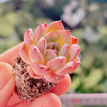多肉植物
