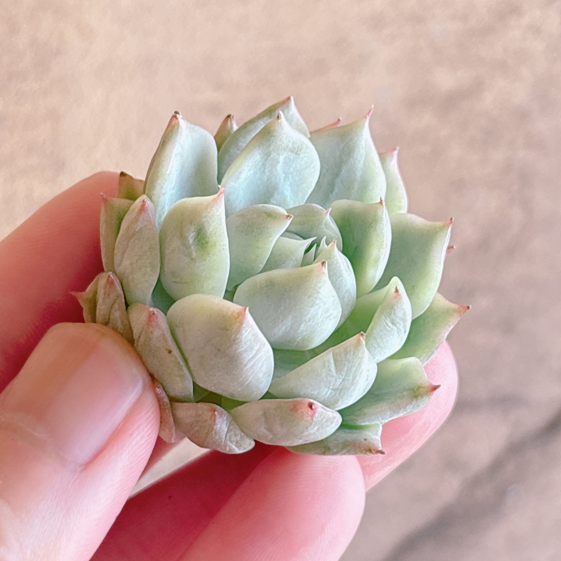 多肉植物