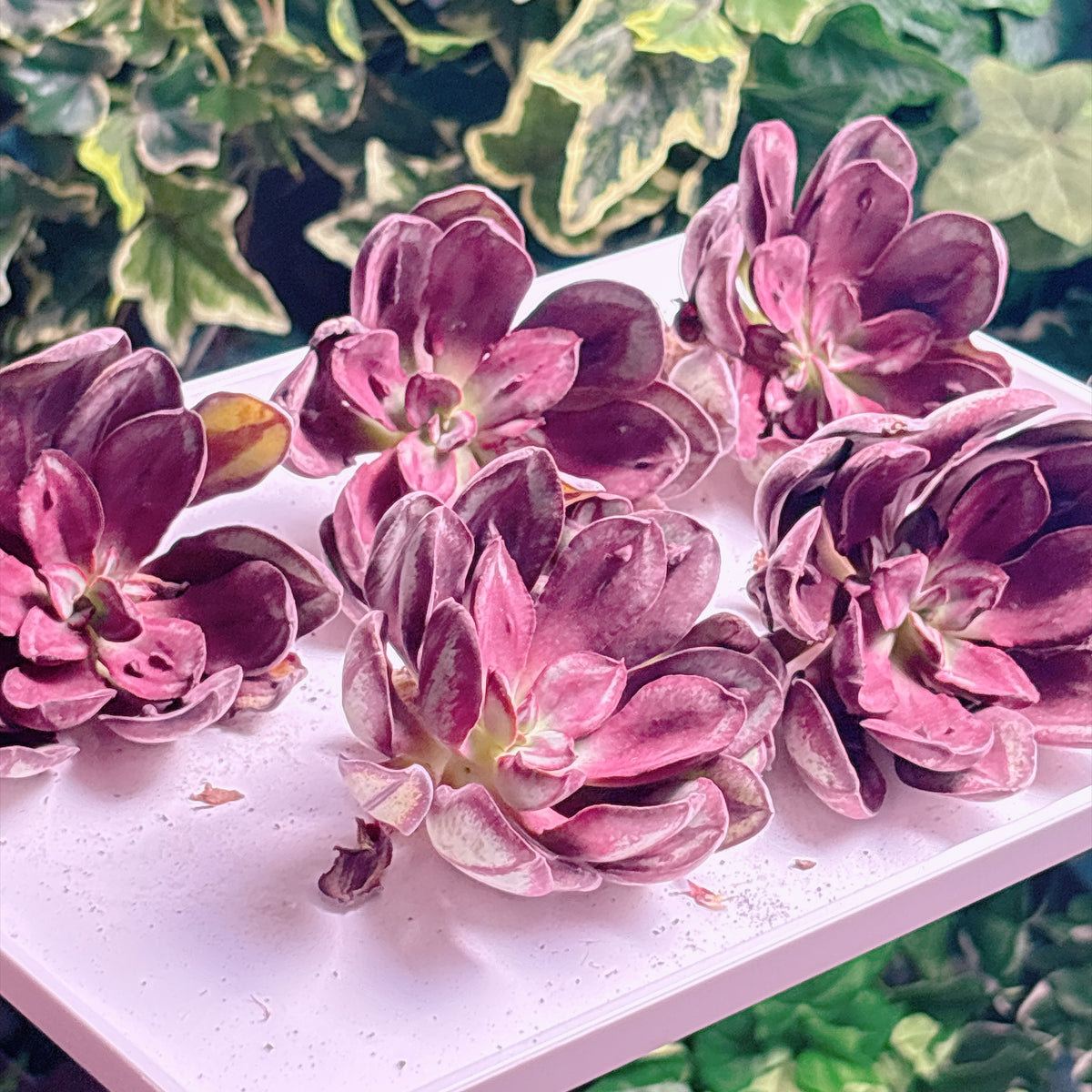 多肉植物