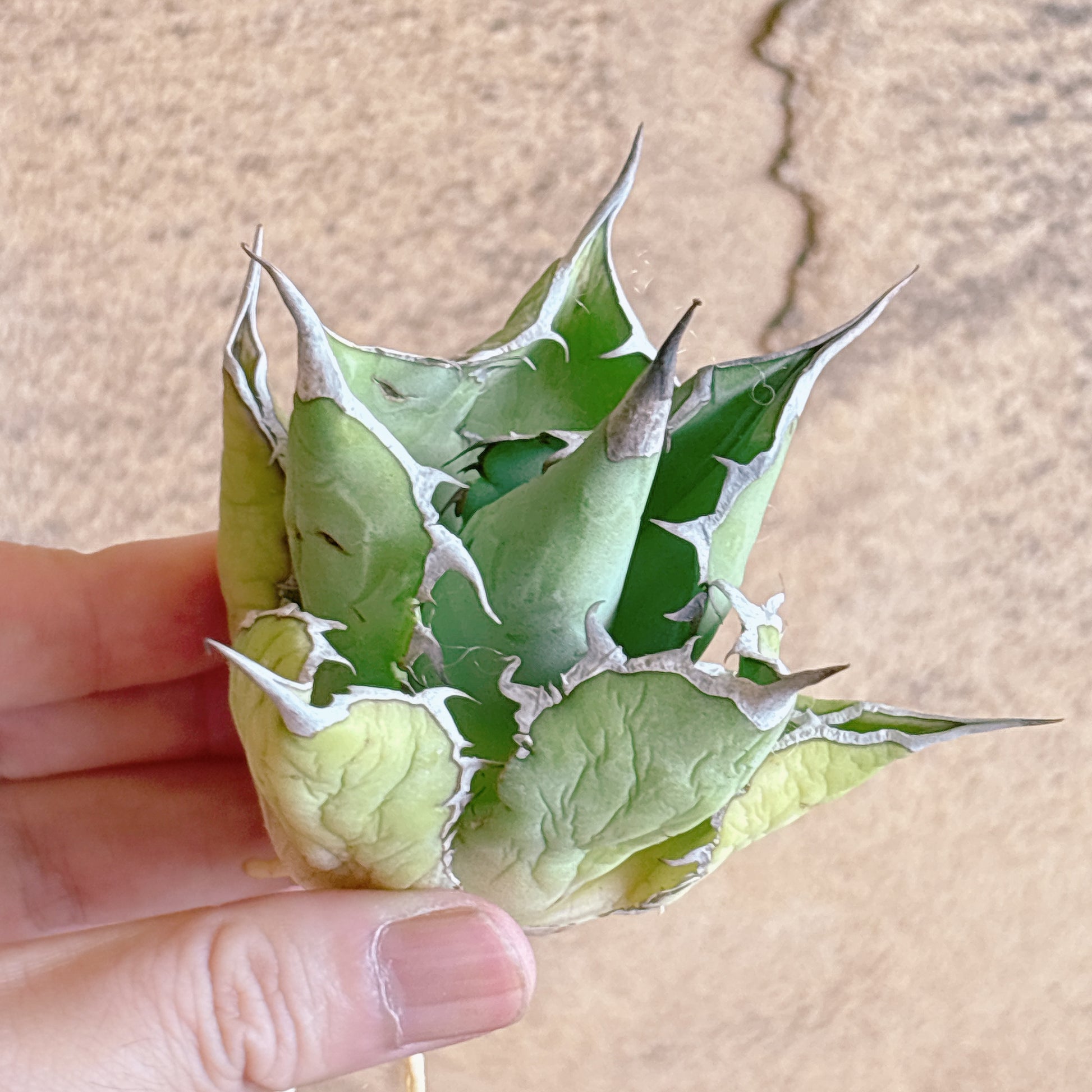 多肉植物
