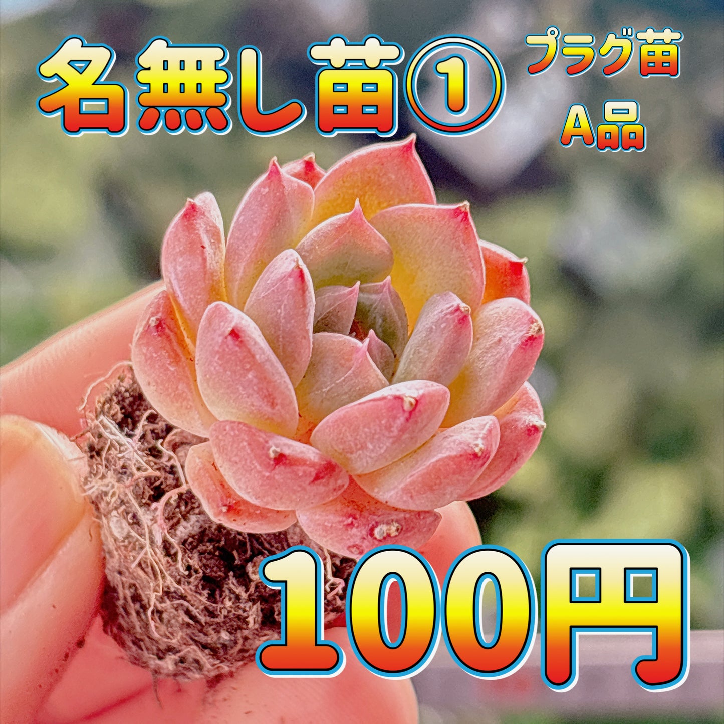 名無し苗１　A品　プラグ苗