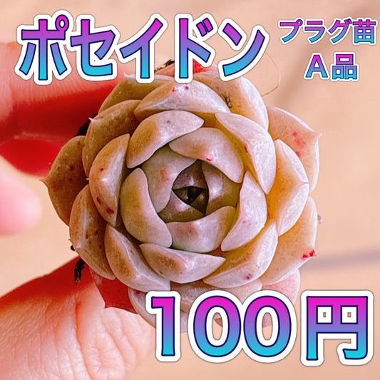 ポセイドン　A品　プラグ苗