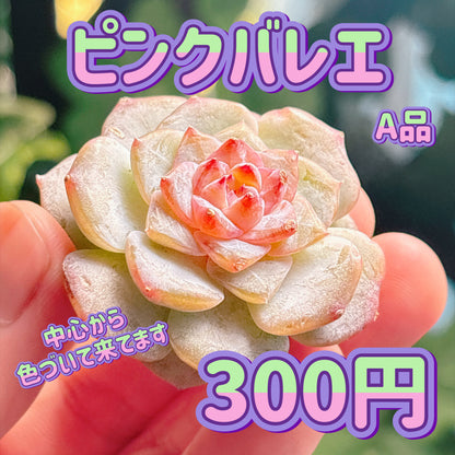 ピンクバレエ　A品　カット苗