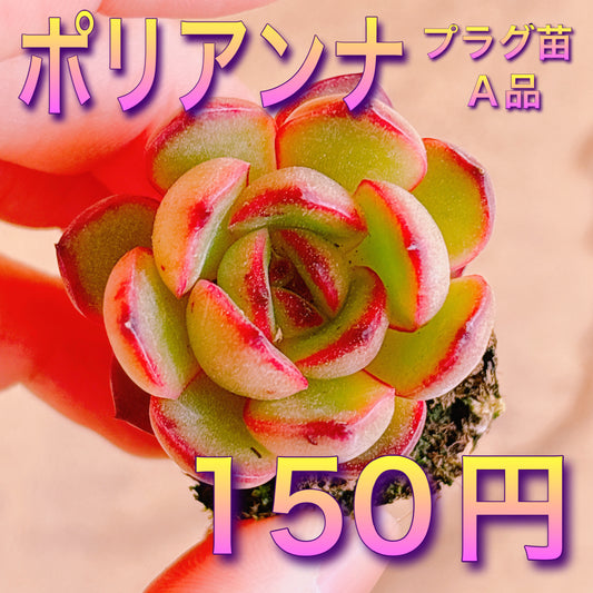 ポリアンナ　A品　プラグ苗