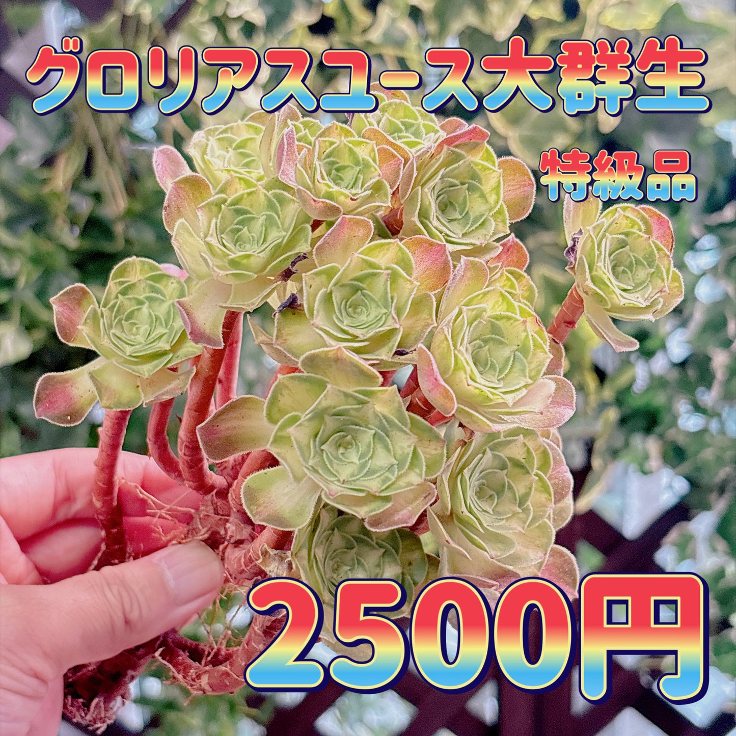 グロリアスユース大群生　特級品　カット苗