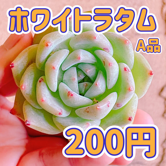 ホワイトラタム　A品　カット苗