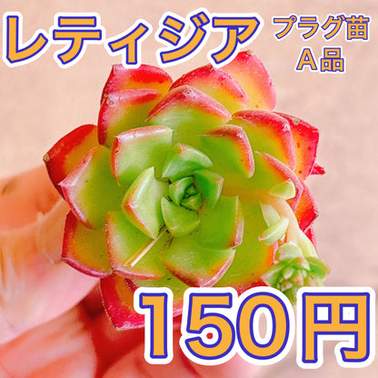 レティジア　A品　プラグ苗