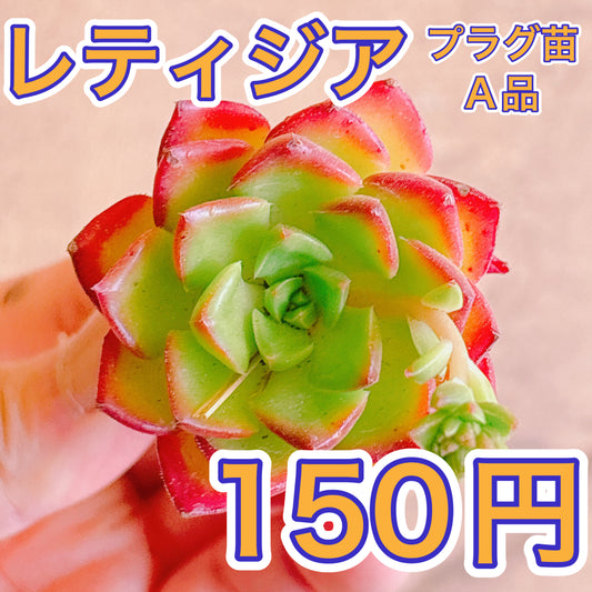 レティジア　A品　プラグ苗