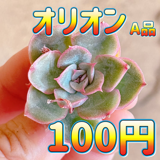 オリオン　A品　カット苗