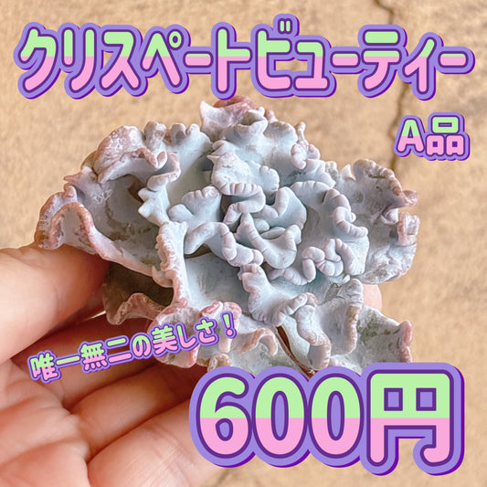 クリスペートビューティー　A品　カット苗